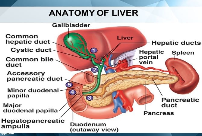 Penyebab Penyakit Liver Liver Pengertian Fungsi Diagnosa Penyakit Jenis 